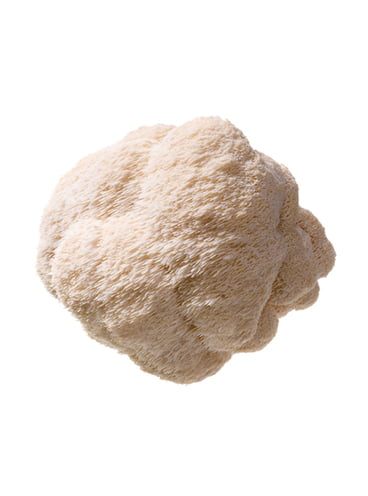 Pom Pom Blanc | Pilzgarten