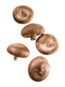 Shiitake Shiitake | Pilzgarten