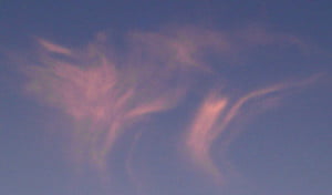 Kräuterseitlinge in den Wolken