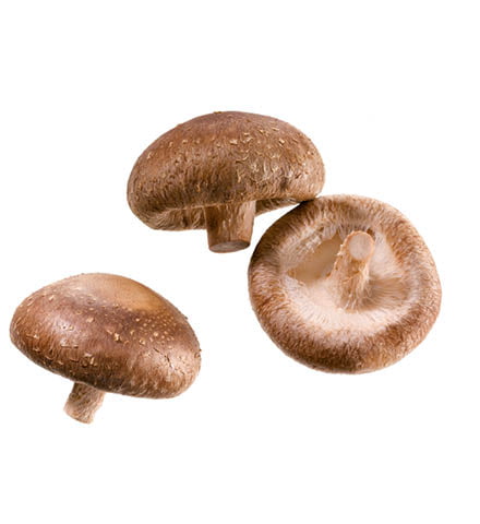 Shiitake